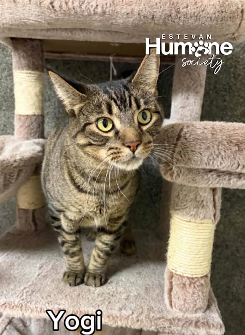 Yogi - Domestic Shorthair available for adoption