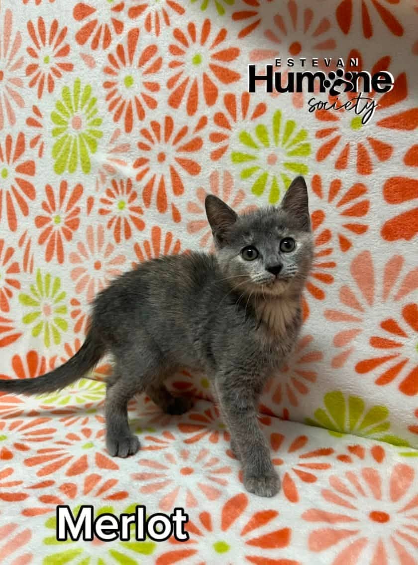 Merlot - Domestic Shorthair cat available for adoption at Estevan Humane Society in Estevan