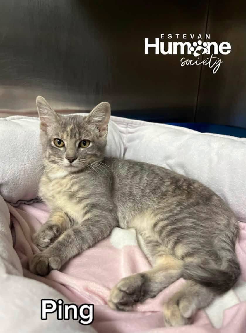 Ping - Domestic Shorthair available for adoption