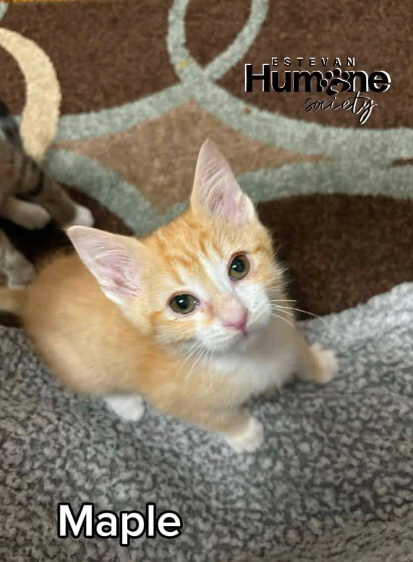 Maple - Domestic Shorthair available for adoption