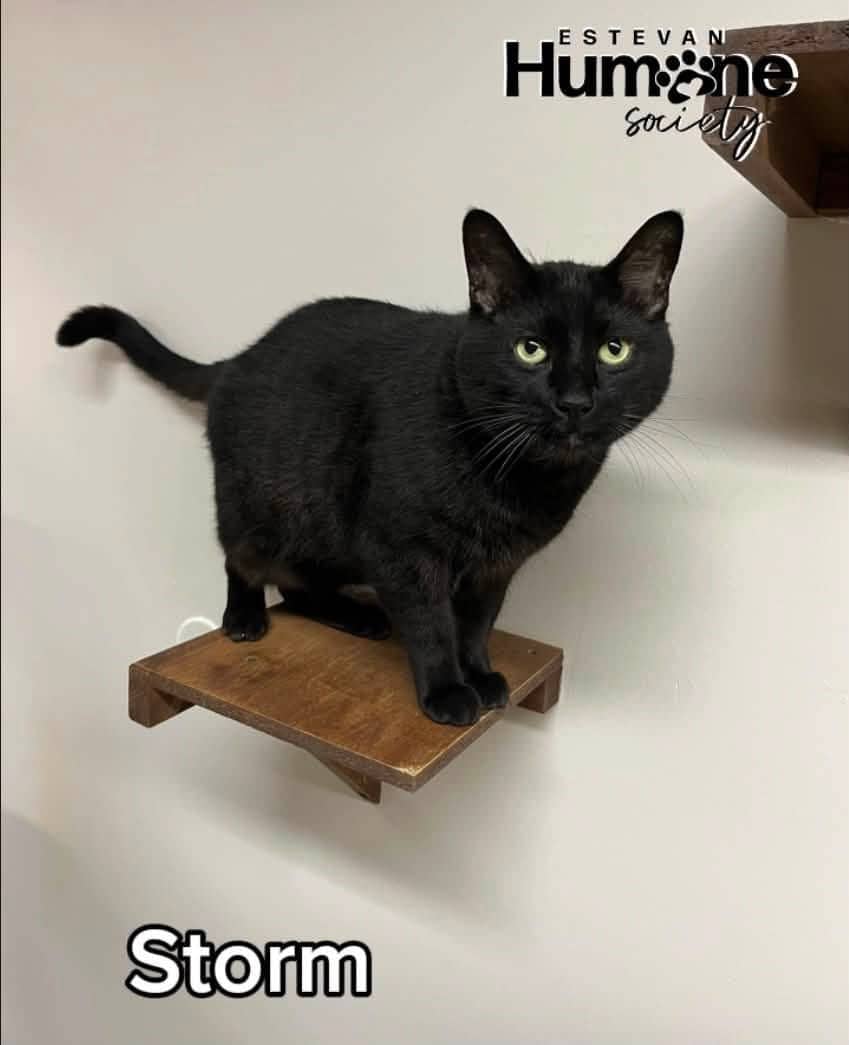 Storm - Domestic Shorthair available for adoption