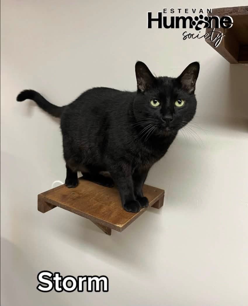 Storm - Domestic Shorthair cat available for adoption at Estevan Humane Society in Estevan