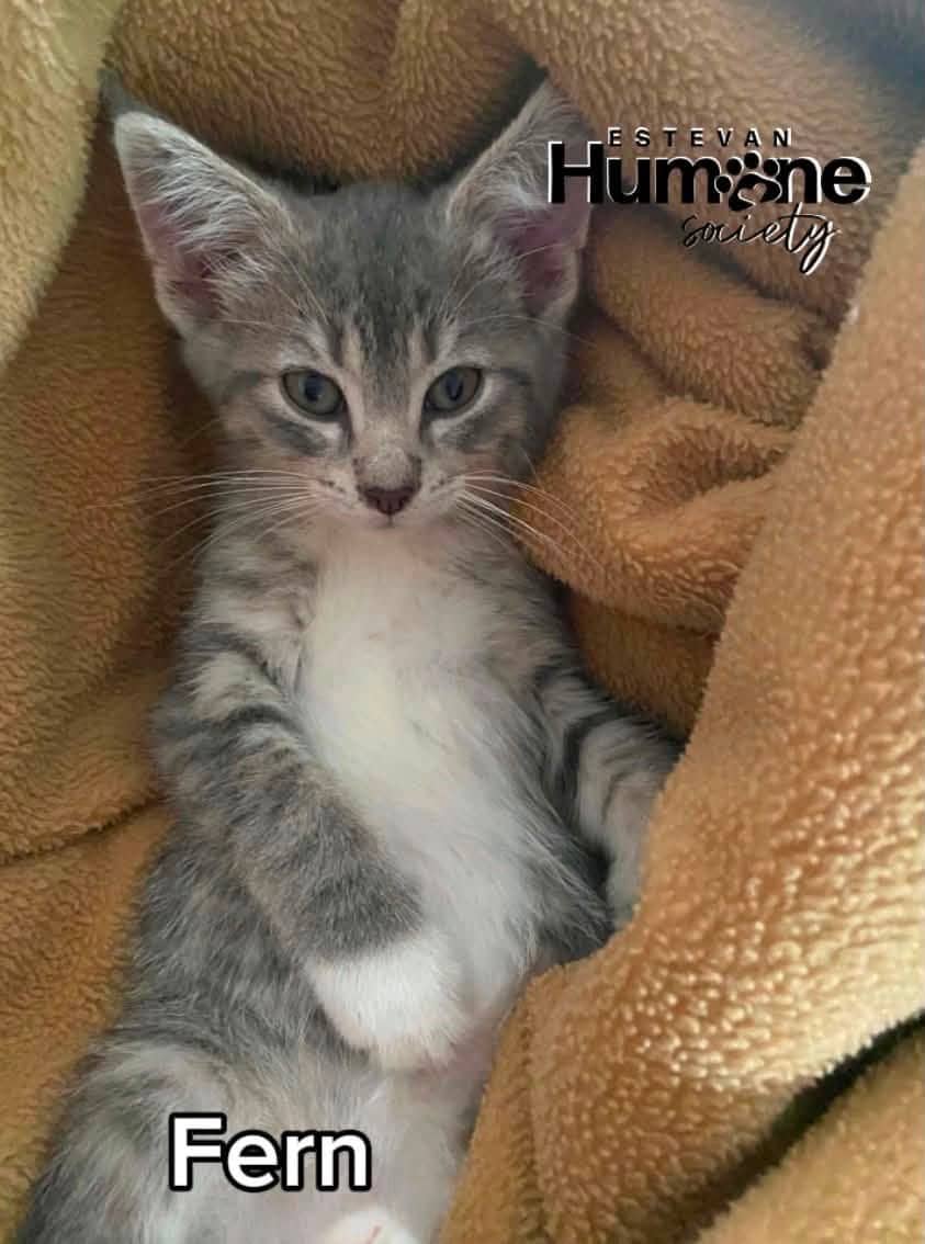 Fern - Domestic Shorthair cat available for adoption at Estevan Humane Society in Estevan