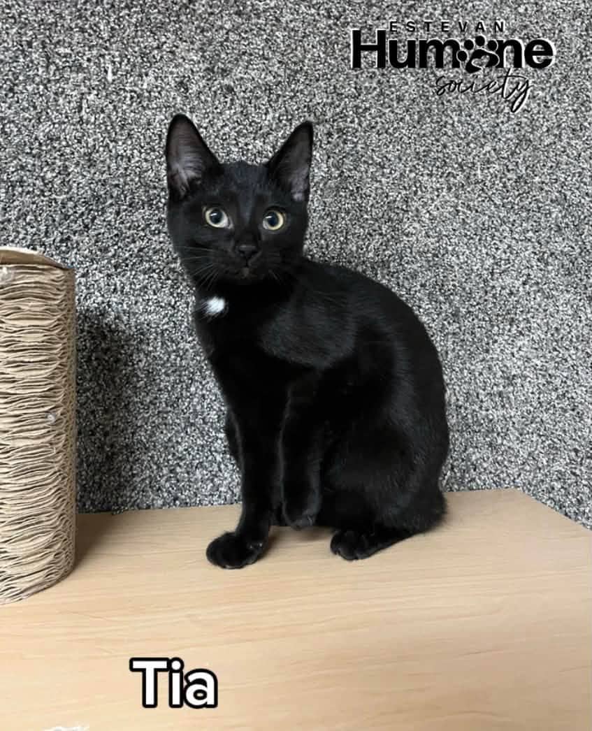 Tia - Domestic Shorthair available for adoption