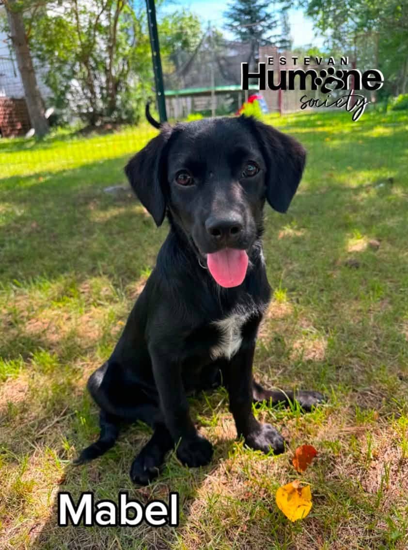 Mabel - Lab Mix available for adoption