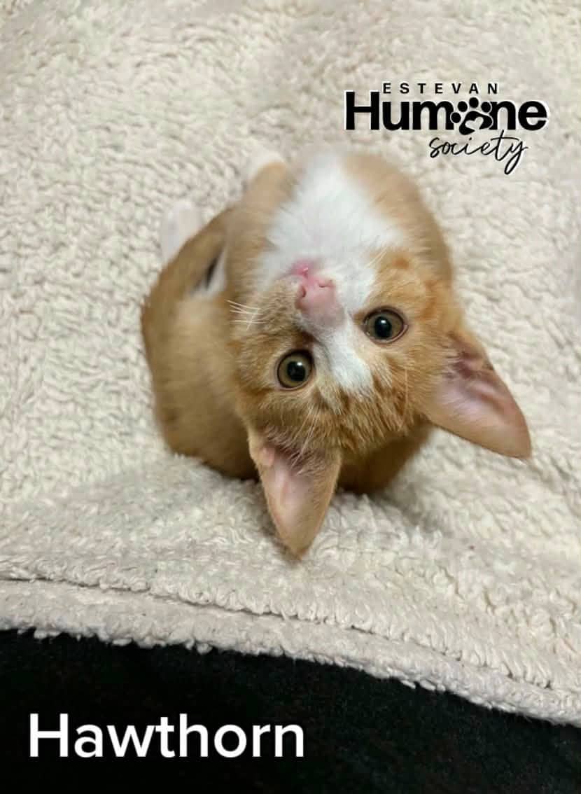 Hawthorn - Domestic Shorthair available for adoption