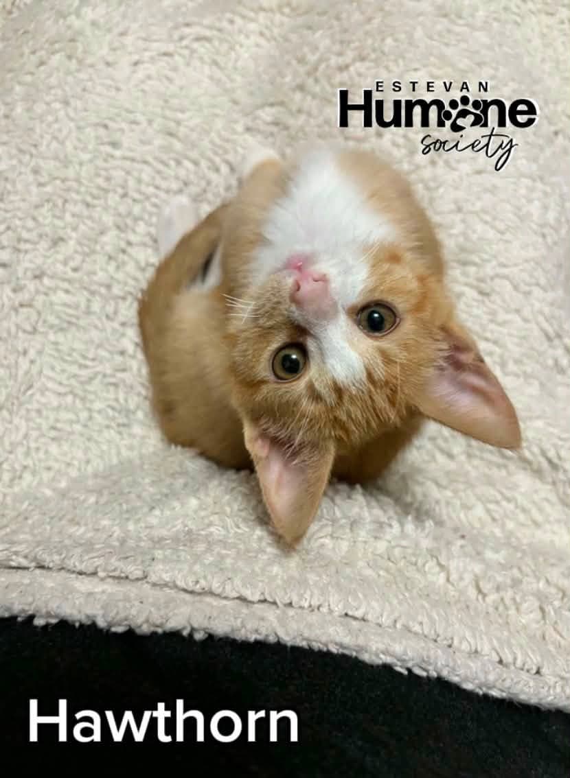 Hawthorn - Domestic Shorthair cat available for adoption in Calgary