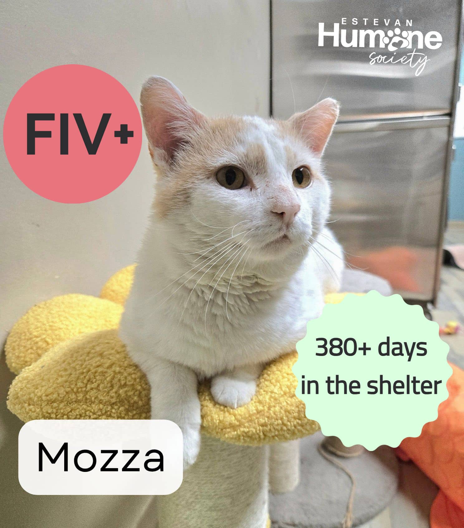 Mozza - Domestic Shorthair available for adoption