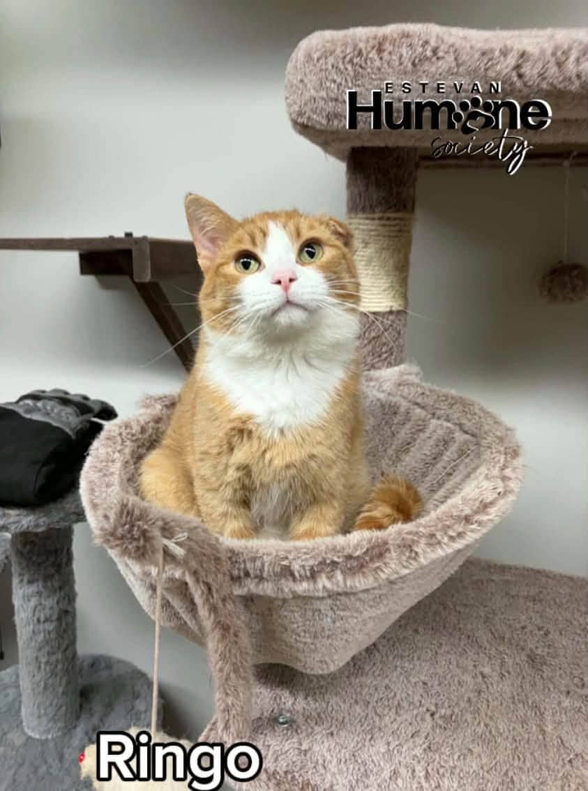 Ringo - Domestic Shorthair cat available for adoption at Estevan Humane Society in Estevan