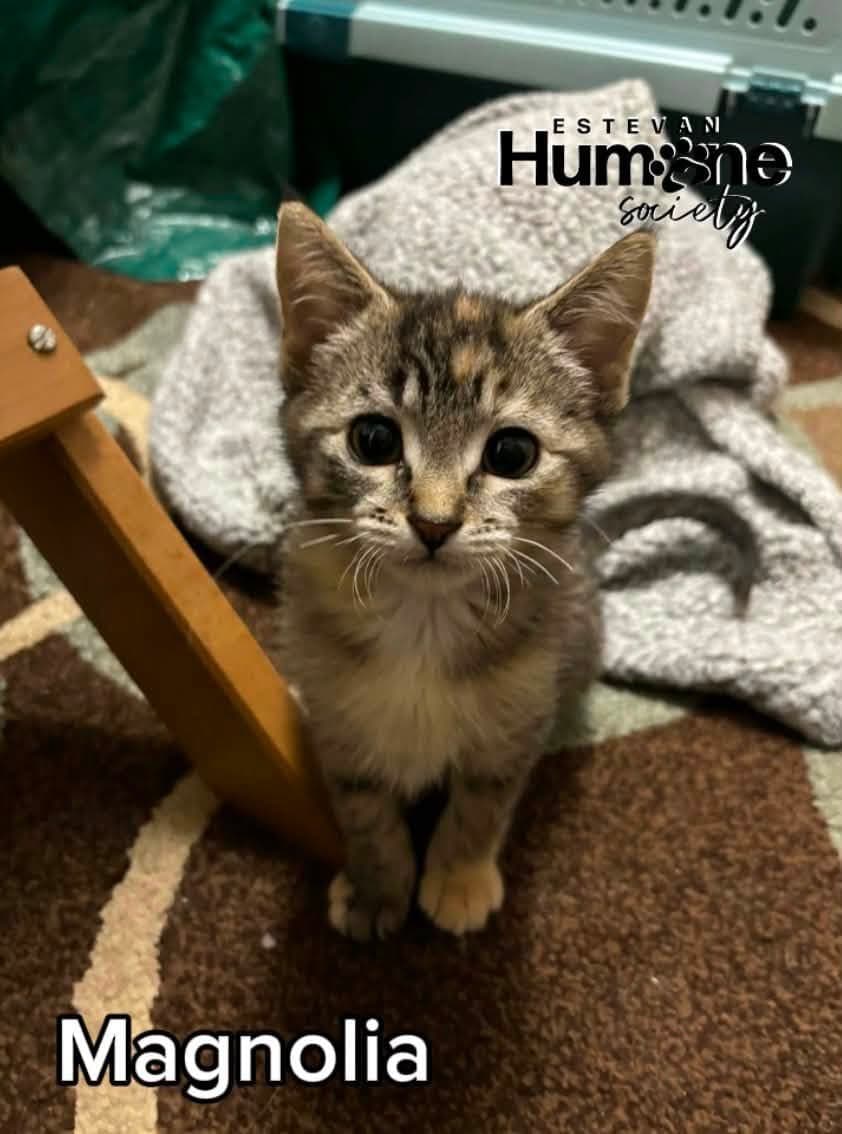 Magnolia - Domestic Shorthair cat available for adoption in Calgary