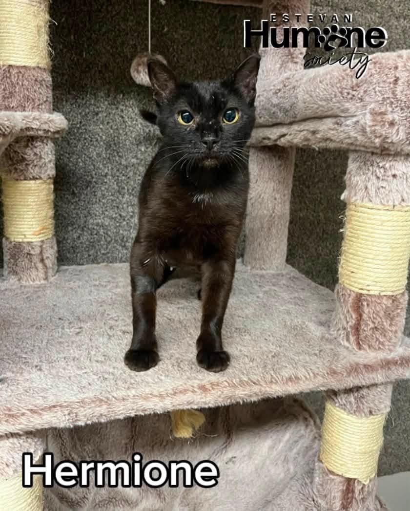 Hermione - Domestic Shorthair available for adoption