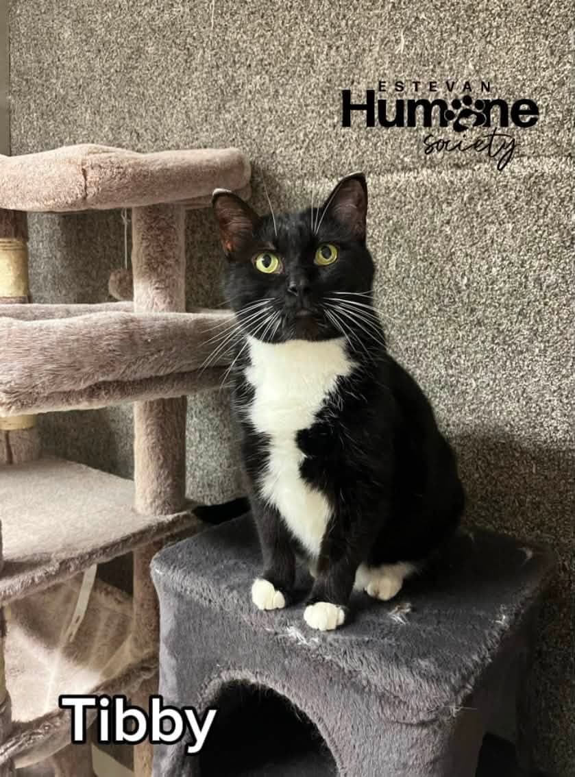 Tibby - Domestic Shorthair available for adoption