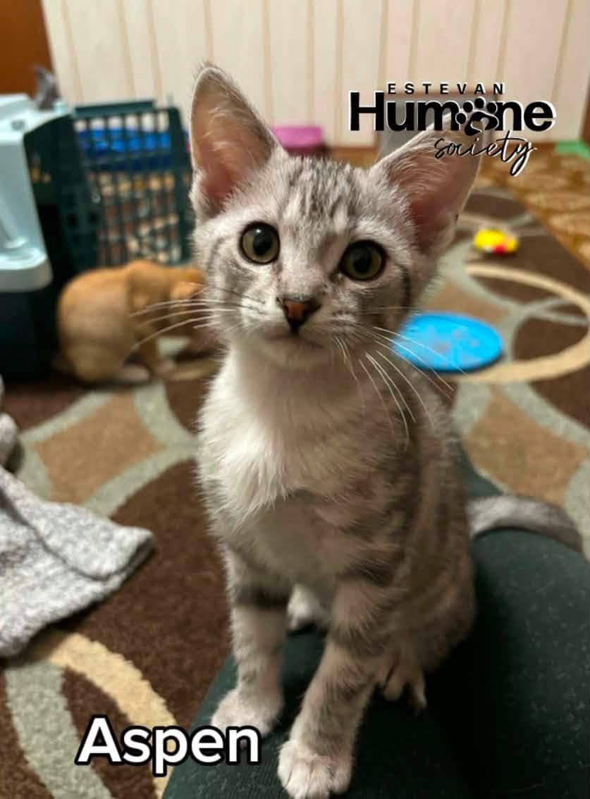 Aspen - Domestic Shorthair cat available for adoption in Calgary
