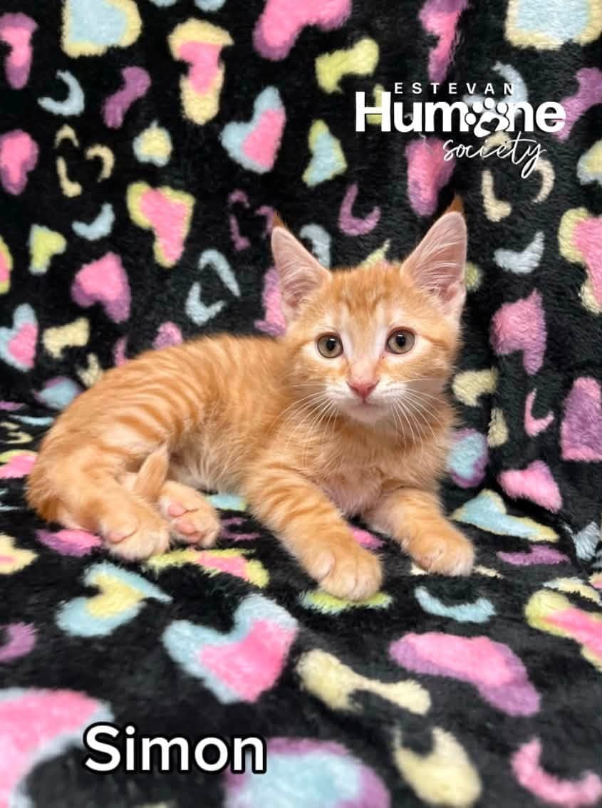 Simon - Domestic Shorthair cat available for adoption in Calgary
