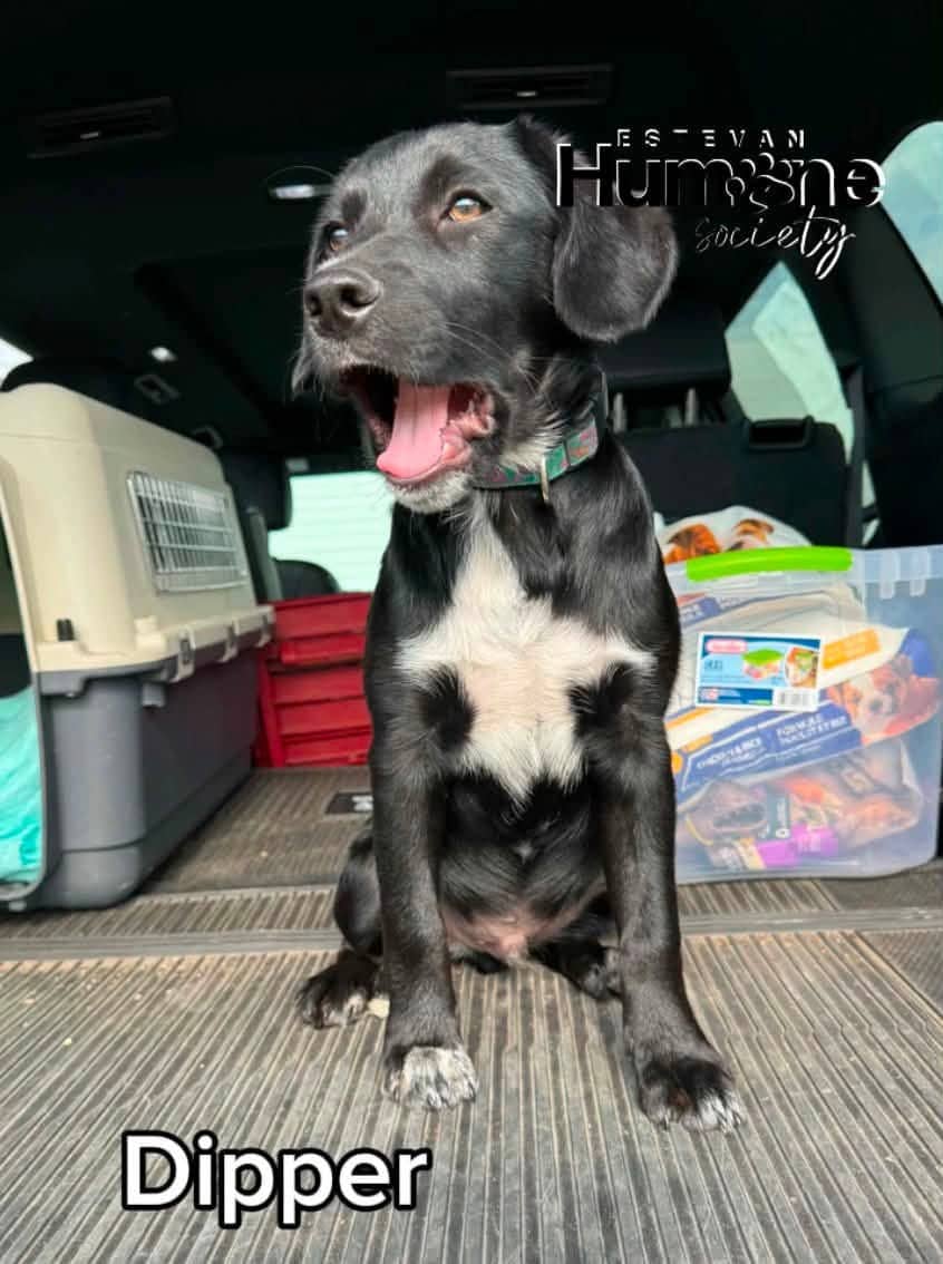 Dipper - Lab Mix available for adoption