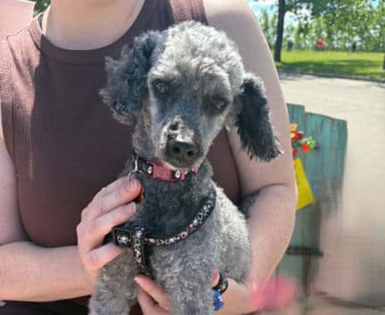 Franny - Poodle mix available for adoption in Calgary