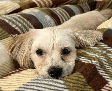 Twinki - Havanese x Shih tzu mix available for adoption in Calgary