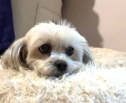 Dawn - Bichon mix available for adoption in Alberta