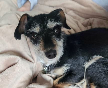 Tiara - Terrier mix available for adoption at Fur-Ever Homes Rescue in Calgary