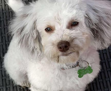 Astella - Maltese/poodle mix available for adoption in Alberta