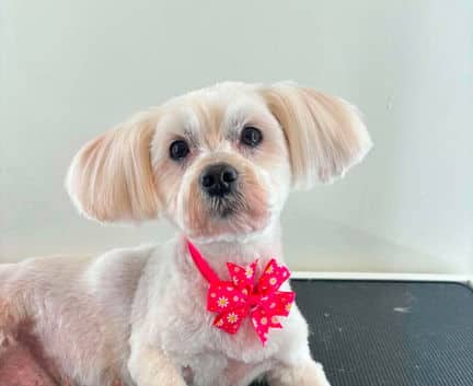 Shilo - Bichon Poodle mix available for adoption