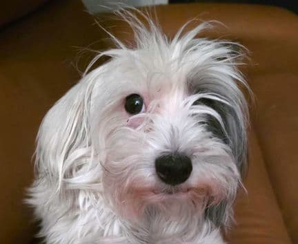Chevy - Chinese Crested mix available for adoption in Calgary