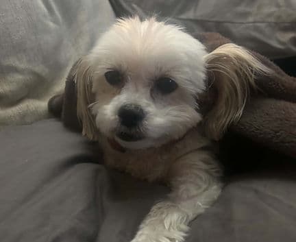 Dawn - Bichon mix available for adoption in Alberta