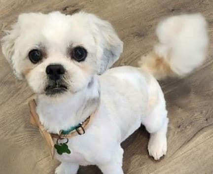 Weezy - Shih Tzu mix available for adoption in Calgary