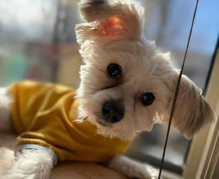Snowy - Maltese mix available for adoption at Fur-Ever Homes Rescue in Calgary