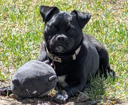 Pety - Pug mix available for adoption in Calgary