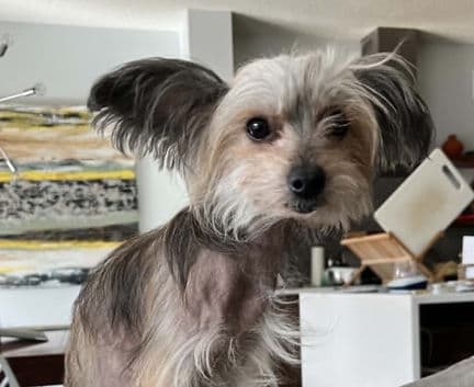 Gina - Chinese Crested mix available for adoption in Calgary