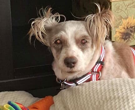 Cindy Lou - Schnauzer mix available for adoption in Calgary