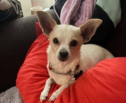 Vera - Chi mix available for adoption