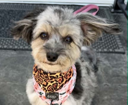 Suzy - Chinese Crested mix available for adoption in Calgary