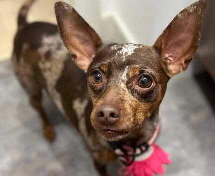 Michelle - Min Pin mix available for adoption at Fur-Ever Homes Rescue in Calgary