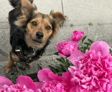 Seus (Zeus) - Terrier mix available for adoption in Calgary