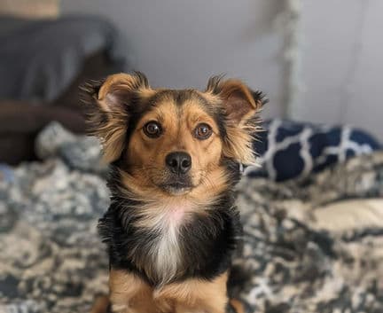 Seus (Zeus) - Terrier mix available for adoption in Calgary