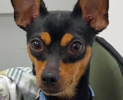 Yara - Chi mix available for adoption in Alberta