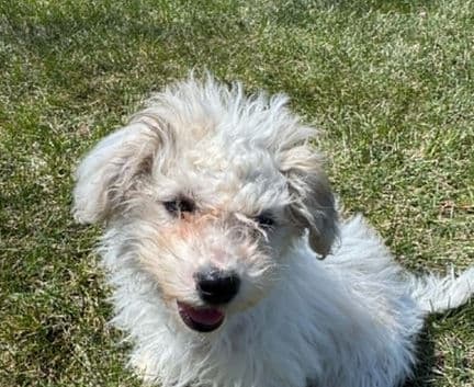Atina - Maltese/poodle mix available for adoption at Fur-Ever Homes Rescue in Calgary