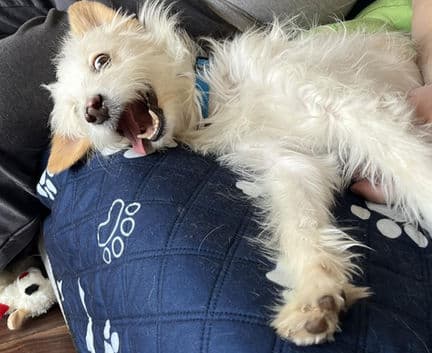 Charlie - Terrier mix available for adoption in Alberta