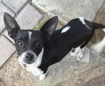 Pecas - Chi mix available for adoption in Calgary
