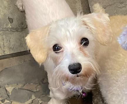 Lily - Havanese mix available for adoption at Fur-Ever Homes Rescue in Calgary
