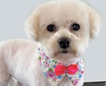Robin - Maltese mix available for adoption
