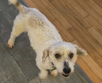 Reuben - Poodle mix available for adoption at Fur-Ever Homes Rescue in Calgary