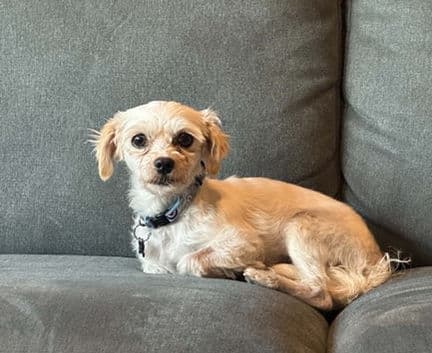 Heidi - Bichon Poodle mix available for adoption in Calgary