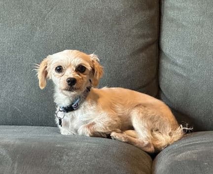 Heidi - Bichon Poodle mix available for adoption in Calgary