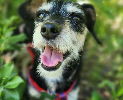 Tiara - Terrier mix available for adoption