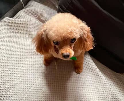 Tanya - Toy poodle mix available for adoption