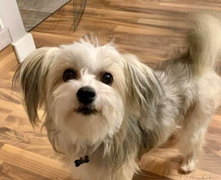 Mira - Chinese Crested mix available for adoption in Calgary