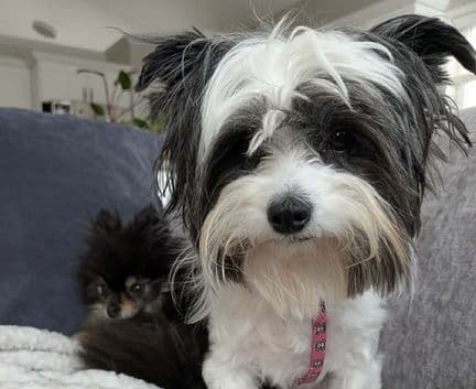 Edith - Chinese Crested - Powder puff available for adoption in Alberta